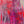 Magenta Dialogue