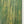 Waldlinien