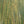Waldlinien