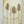 Sturm & Licht: Abstract beige canvas artwork featuring tall reed grasses in neutral tones with textured background